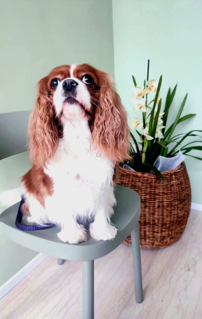 La foto di Toffee, un cane di una nostra cliente come rappresentazione su come ci si prende cura di un cane adulto